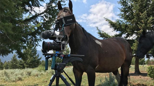 A wild horse checks out the crew while filming out west.